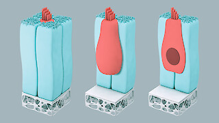 Three-dimensional representation of supporting and hair cells. The decontextualized model allows to have a specific view of the anatomy of the two cell types: Hair cell (red) supporting cells (blue).