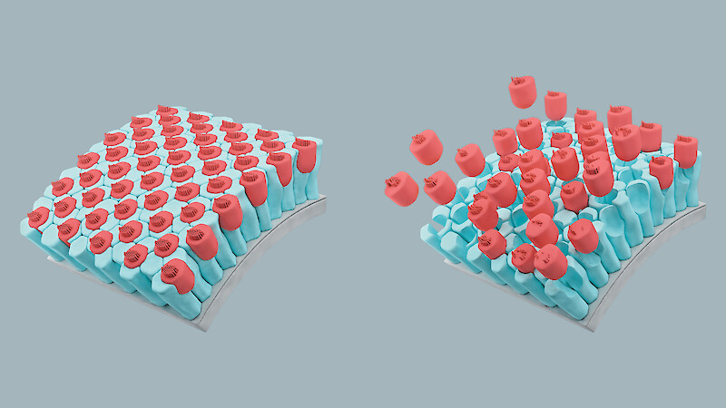 Three-dimensional representation of hair cell death. The abstract view ensures focus on the most important elements, and the model used in different steps gives a sense of continuity.