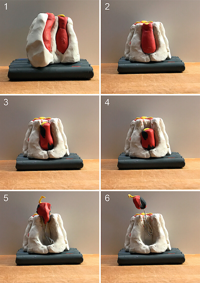 Analog model for hair cell death. During the work were used both digital and analog models.