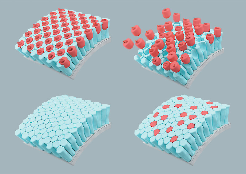Three-dimensional representation of hair cell death and regeneration. The abstract view ensures focus on the most important elements, and the model used in different steps gives a sense of continuity.