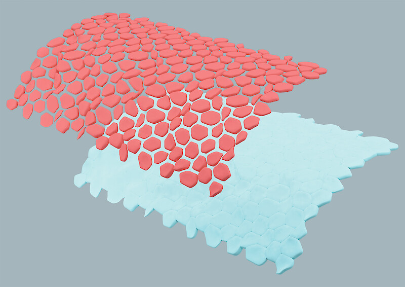 Cell surface. Three-dimensional experiment to build the cell surface.