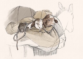 Kleinkinder aber auch Jungtiere von Ziegen und Schafen wurden gelegentlich auf Lasttiere gepackt.