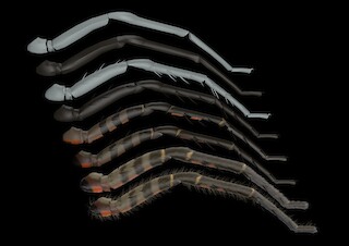 Beinvarianten von abstrakt bis detailliert.