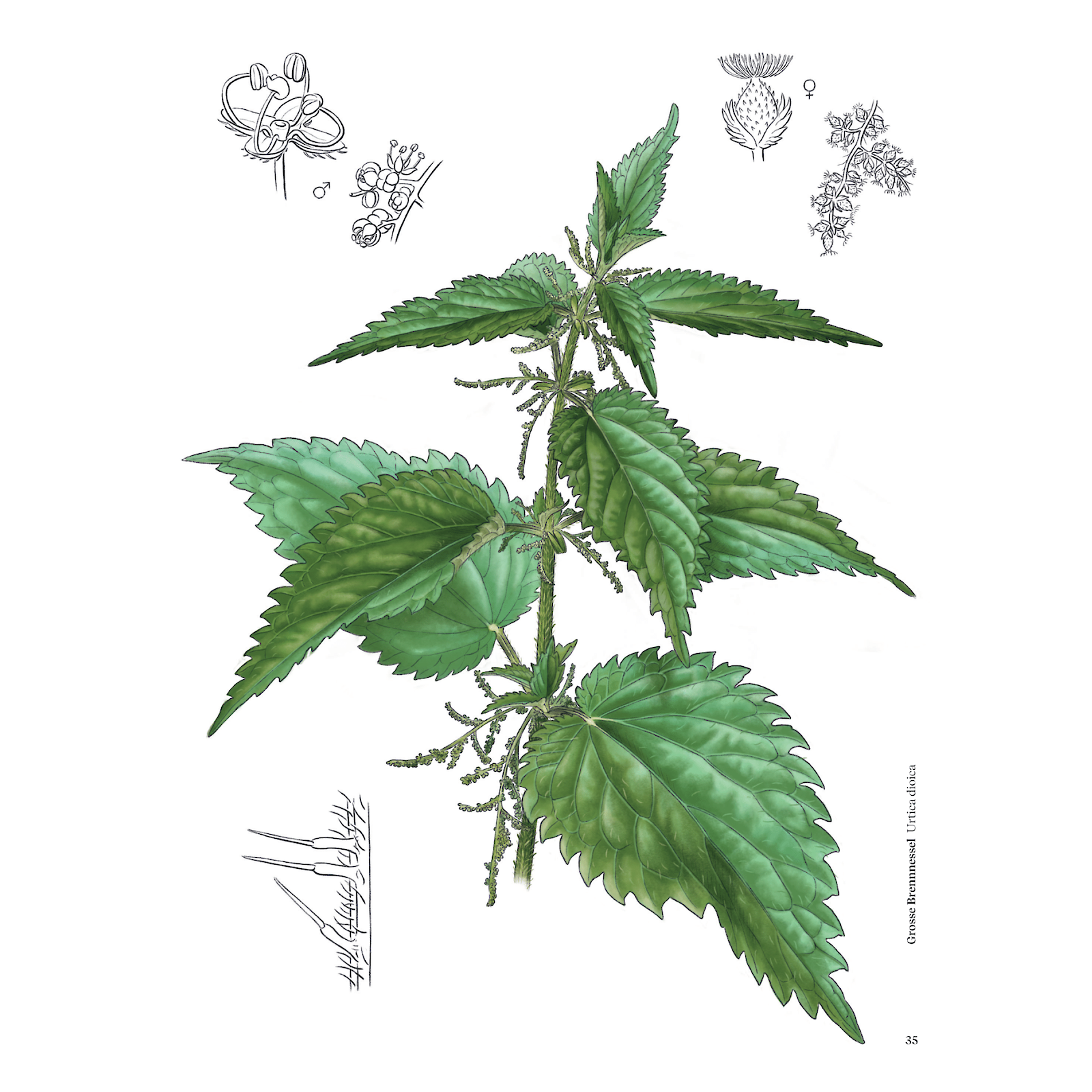 «Heilpflanzen am Wegesrand entdecken» mit Illustrationen von Jasmin Huber