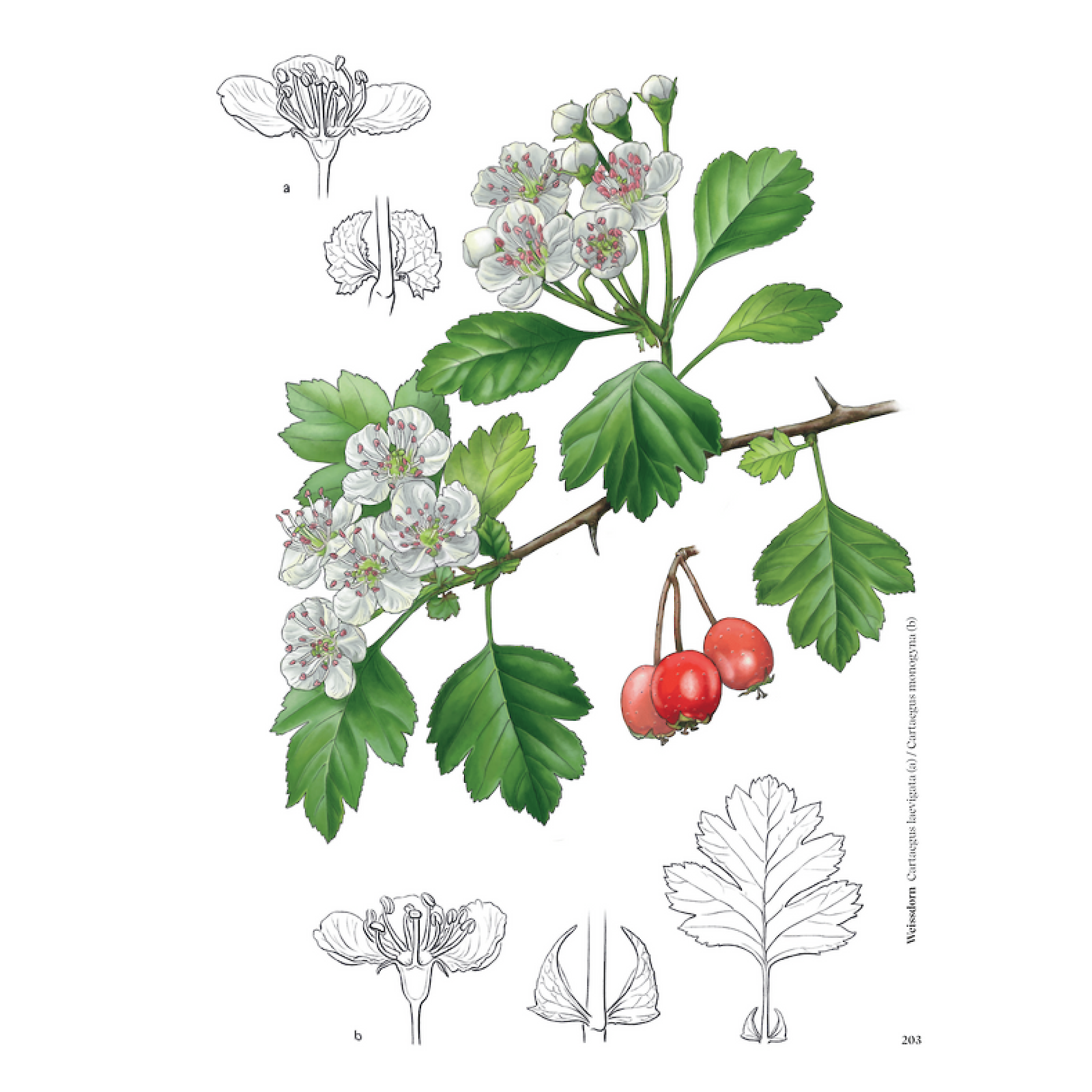 «Heilpflanzen am Wegesrand entdecken» mit Illustrationen von Jasmin Huber