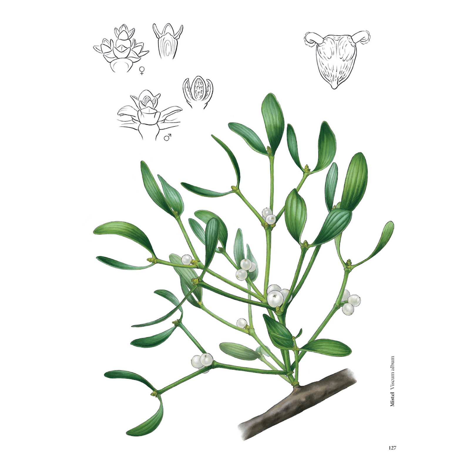 «Heilpflanzen am Wegesrand entdecken» mit Illustrationen von Jasmin Huber