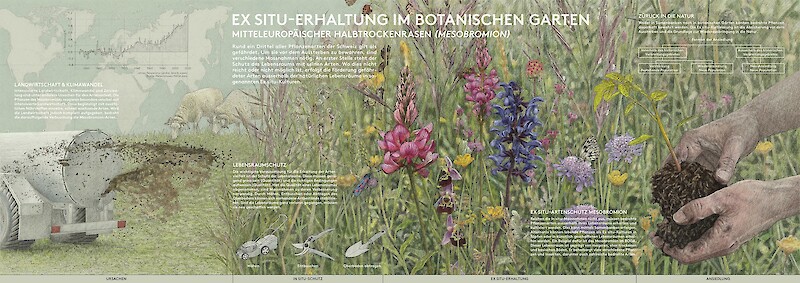 Unscheinbar, grossartig, selten
