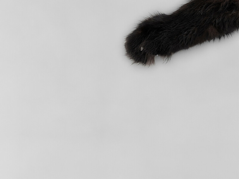 Katz und Maus