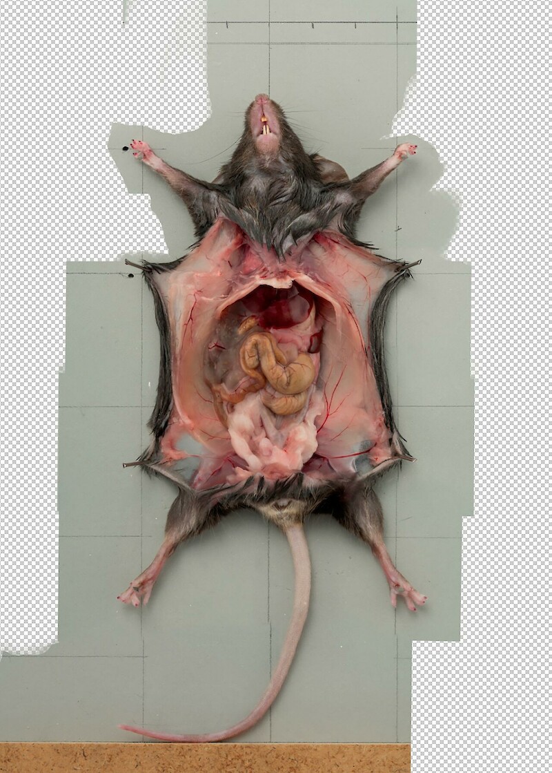 Katz und Maus