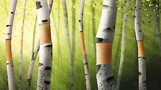 Visualisierung des Birkenwaldes.
