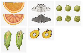 Die Illustrationen stellen Beispiele dar, bei denen man herausgefunden hat, dass TEs die Ursache für die Mutation sind. Sie zeigen den normalen und den mutierten Phänotypen im direkten Vergleich.