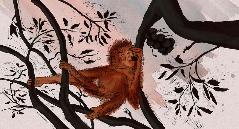 Verwaiste  Orang-Utans