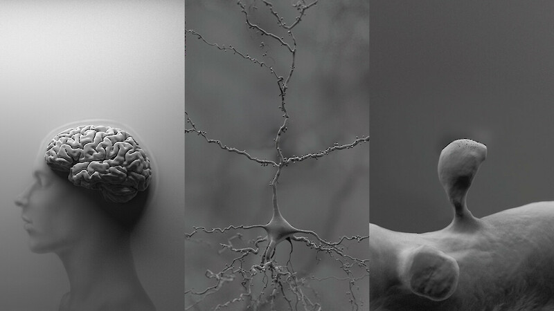 Into the Brain