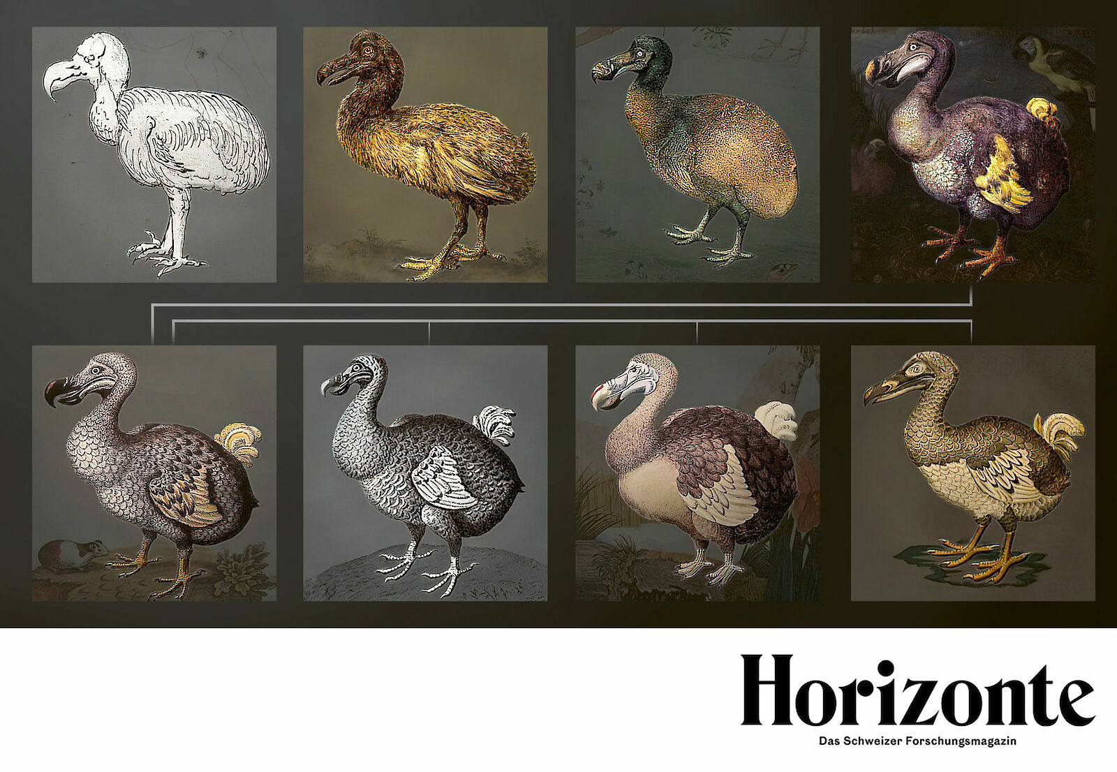 «Unsere verzerrte Vorstellung vom Dodo» – Horizonte, Das Schweizer Forschungsmagazin