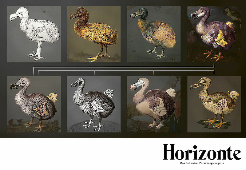 «Unsere verzerrte Vorstellung vom Dodo» – Horizonte, Das Schweizer Forschungsmagazin