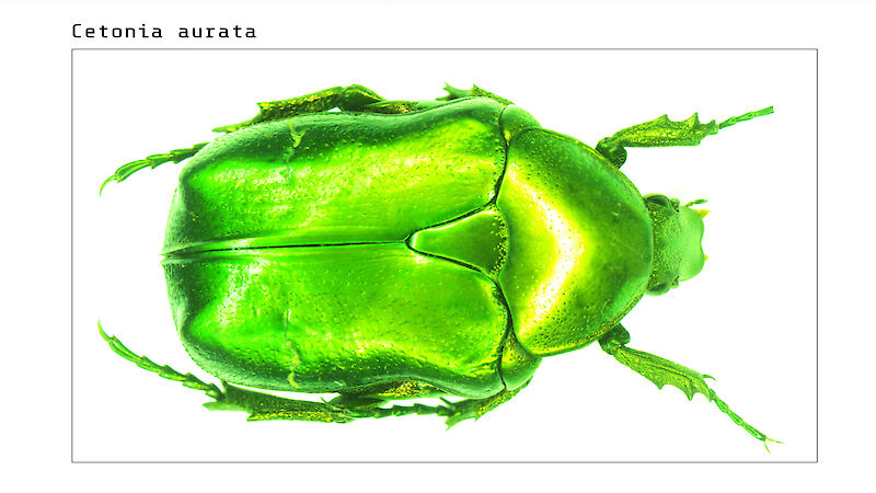 Cetonia aurata. Der Rosenkäfer wurde im Lichtmikroskop in einzelnen Ausschnitten abgelichtet und anschliessend digital zu einem Gesamtbild zusammengefügt.