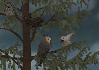 Ästlinge sind Jungvögel die bereits das Nest verlassen haben, aber noch nicht vollständig flugfähig sind. Aus diesem Grund müssen die Ästlinge weiterhin von ausgewachsenen Eulen versorgt werden.