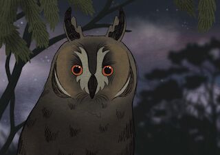 Die Waldohreule verdankt ihren Namen von ihren sogenannten Federohren, die lediglich verlängerte Kopffedern sind und nichts mit der Hörleistung der Eule zu tun haben.