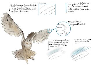 Um eine Animation über die Waldohreule zu erstellen, ist eine genaue Recherche erforderlich. Anhand von Skizzen und Notizen können wichtige Details festgehalten und Ideen entwickelt werden.