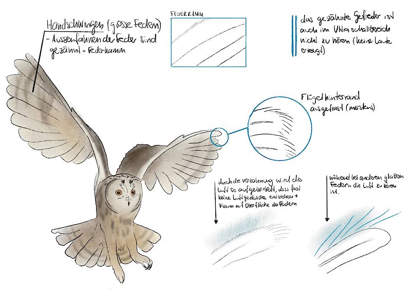 Um eine Animation über die Waldohreule zu erstellen, ist eine genaue Recherche erforderlich. Anhand von Skizzen und Notizen können wichtige Details festgehalten und Ideen entwickelt werden.