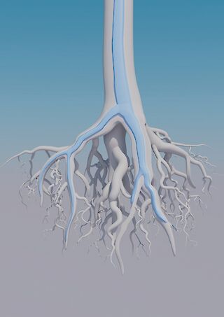 Zoomaufnahme auf die Baumwurzeln.