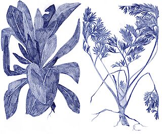 Wurzeln. «Für zehn gezupfte Pflänzchen erhielten wir ein Zältli». Die Jätt wurde damals einzeln ausgezählt. Wie viele Kinder von Zwangsfürsorgerischen Massnahmen in der Schweiz betroffen waren, wissen wir bis heute nicht.