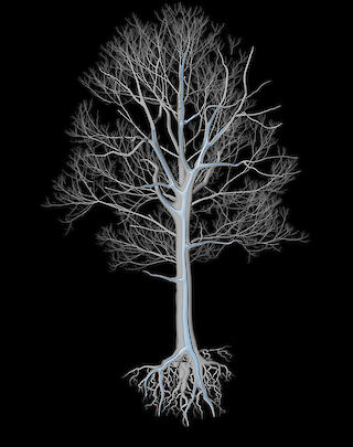 Entwurf eines Querschnittmodells von einem Baum und dessen Wasserfäden.