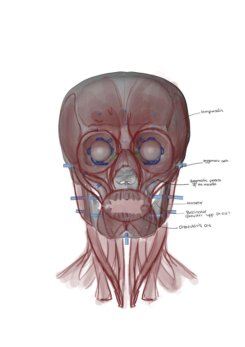Skizzen der Gesichtsmuskulatur basierend auf dem Schädel, um die Anatomie besser verstehen zu können.