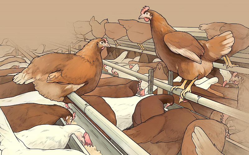 Das Huhn und die Eierindustrie