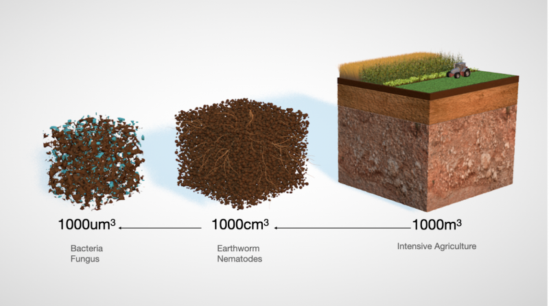 The Living Soils