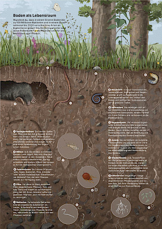 Der Boden als Lebensraum