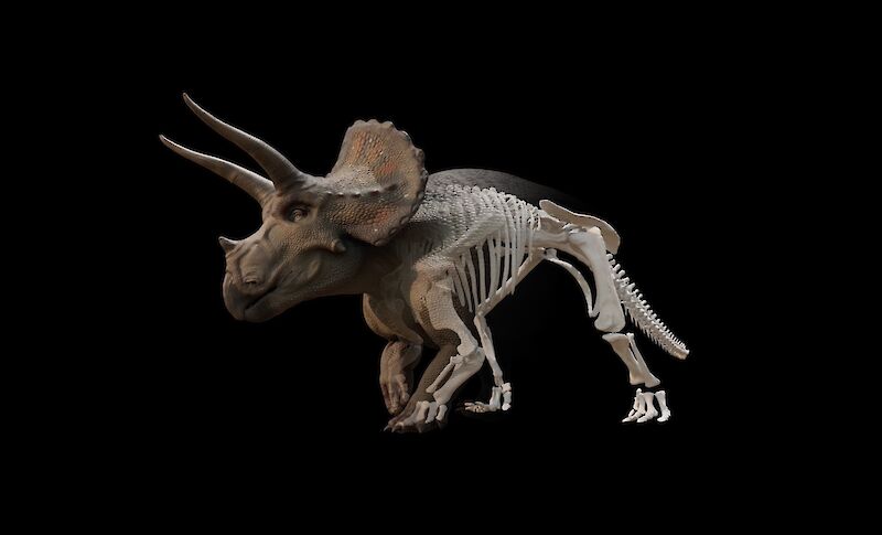 Das 3D-Modell des Triceratops basiert auf dem Knochenfund aus Wyoming, USA.