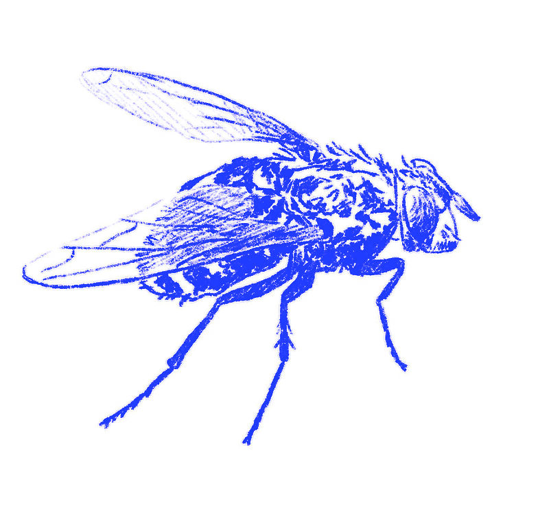 Digitale Skizze einer Fliege.