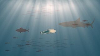 Korallenlarve im Ozean.