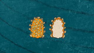 Babykoralle mit Vergleich zu Querschnitt.