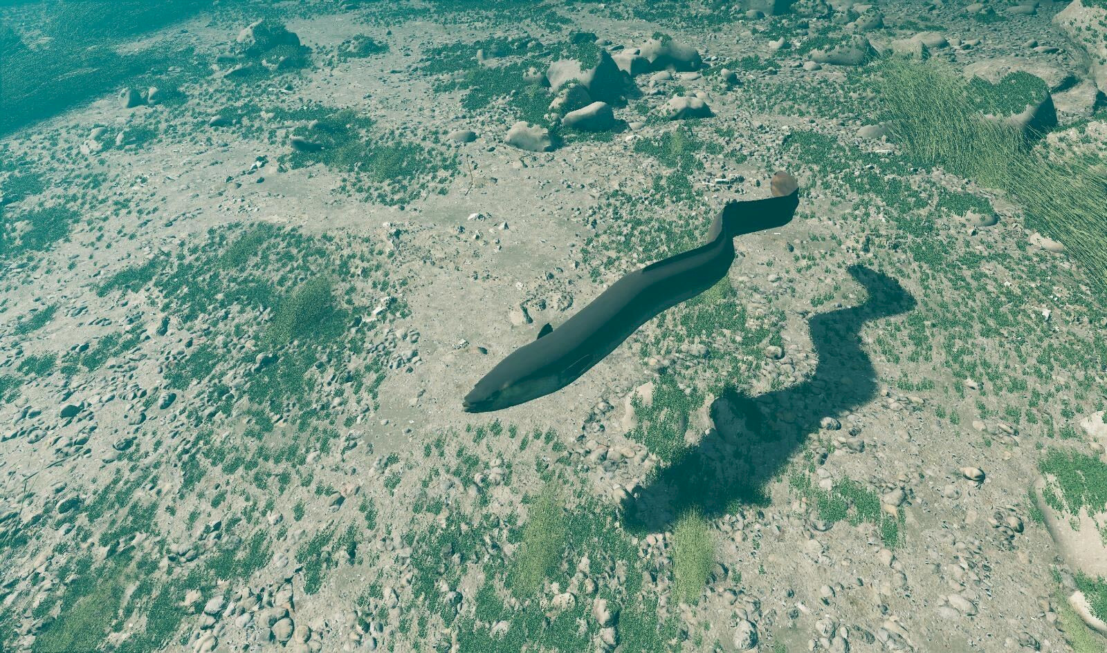 Der Aal hat einen einzigartigen Lebenswandel, über den man in der VR-Experience mehr lernen kann.