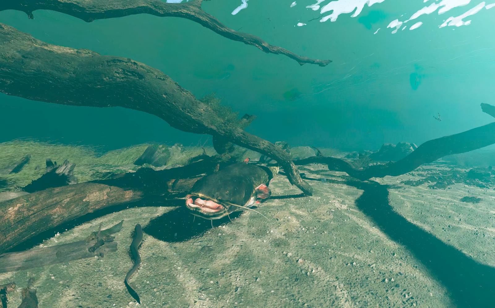 Der mächtige Wels versteckt sich unter einem Ast. Und gleichzeitig huscht der Aal vorbei.