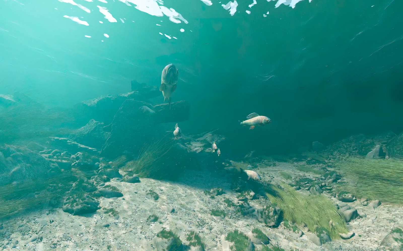 Der Tauchgang beginnt mit dem Kennenlernen der Äsche. Durch steigende Wassertemperaturen ist ihr Lebensraum bedroht.