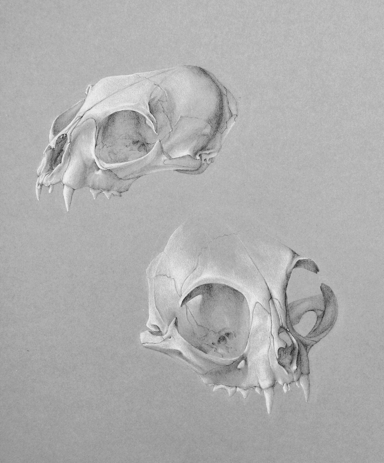 Schädelstudie, schwarzer und weisser Buntstift auf Papier, Natascha Jankovski