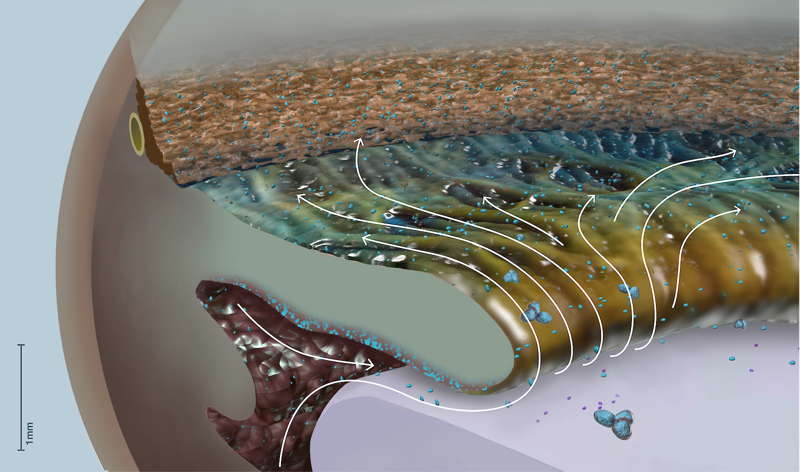 Pigmentglaukom, Elena Kaeser, 2022