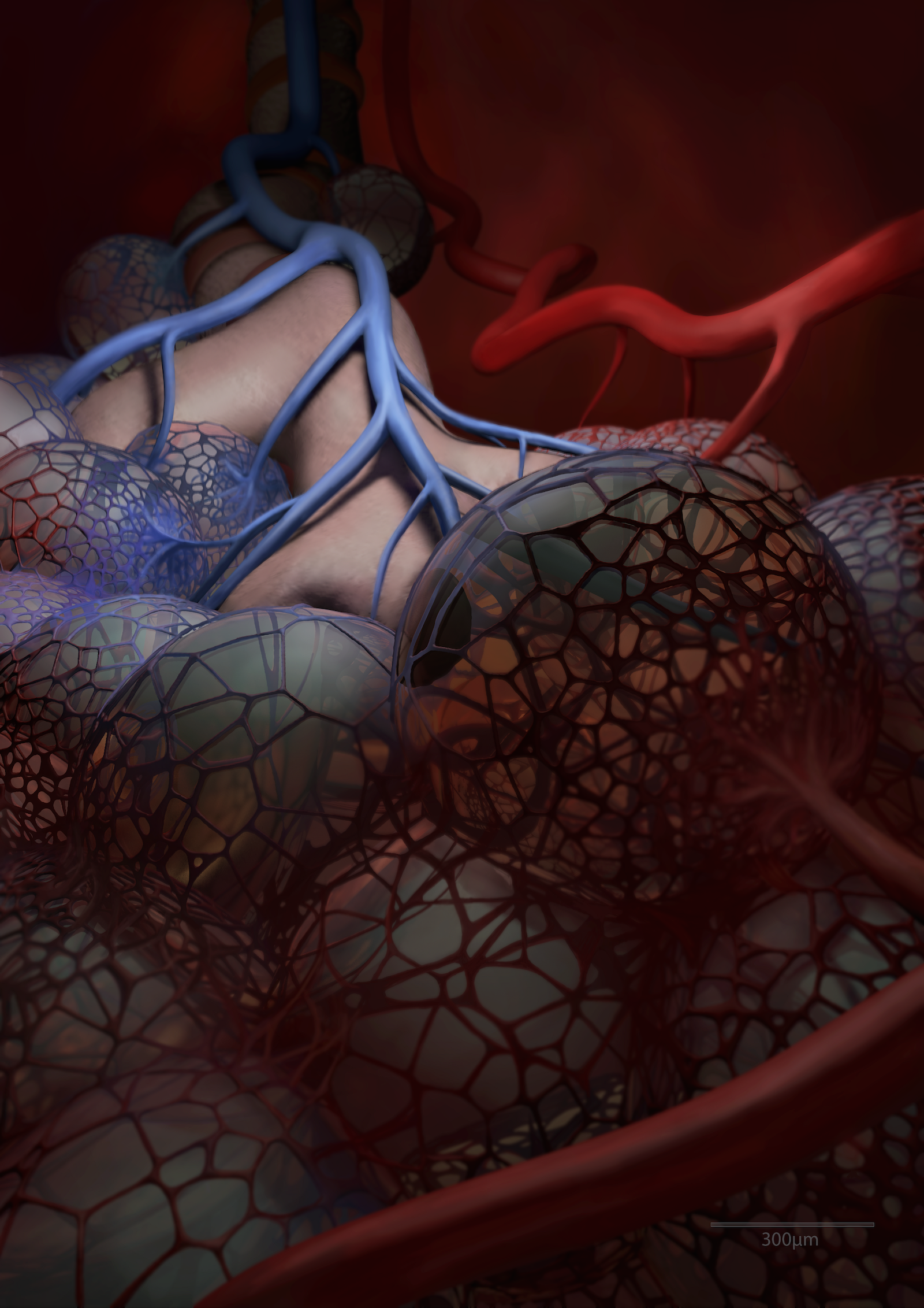 Lungenbläschen, Eria Schneider, 2024