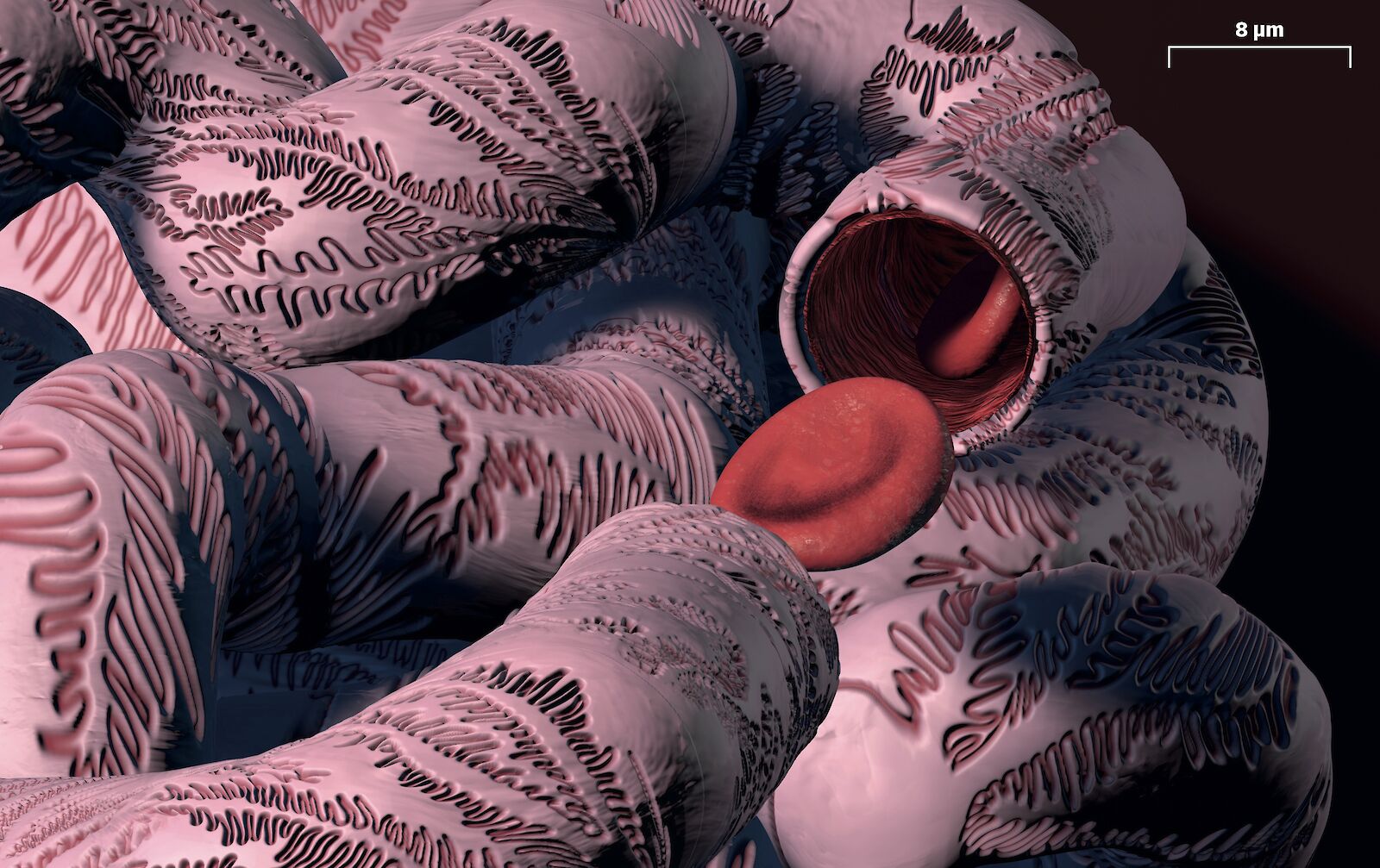 Podozytenschicht, Lea Küchler, 2022