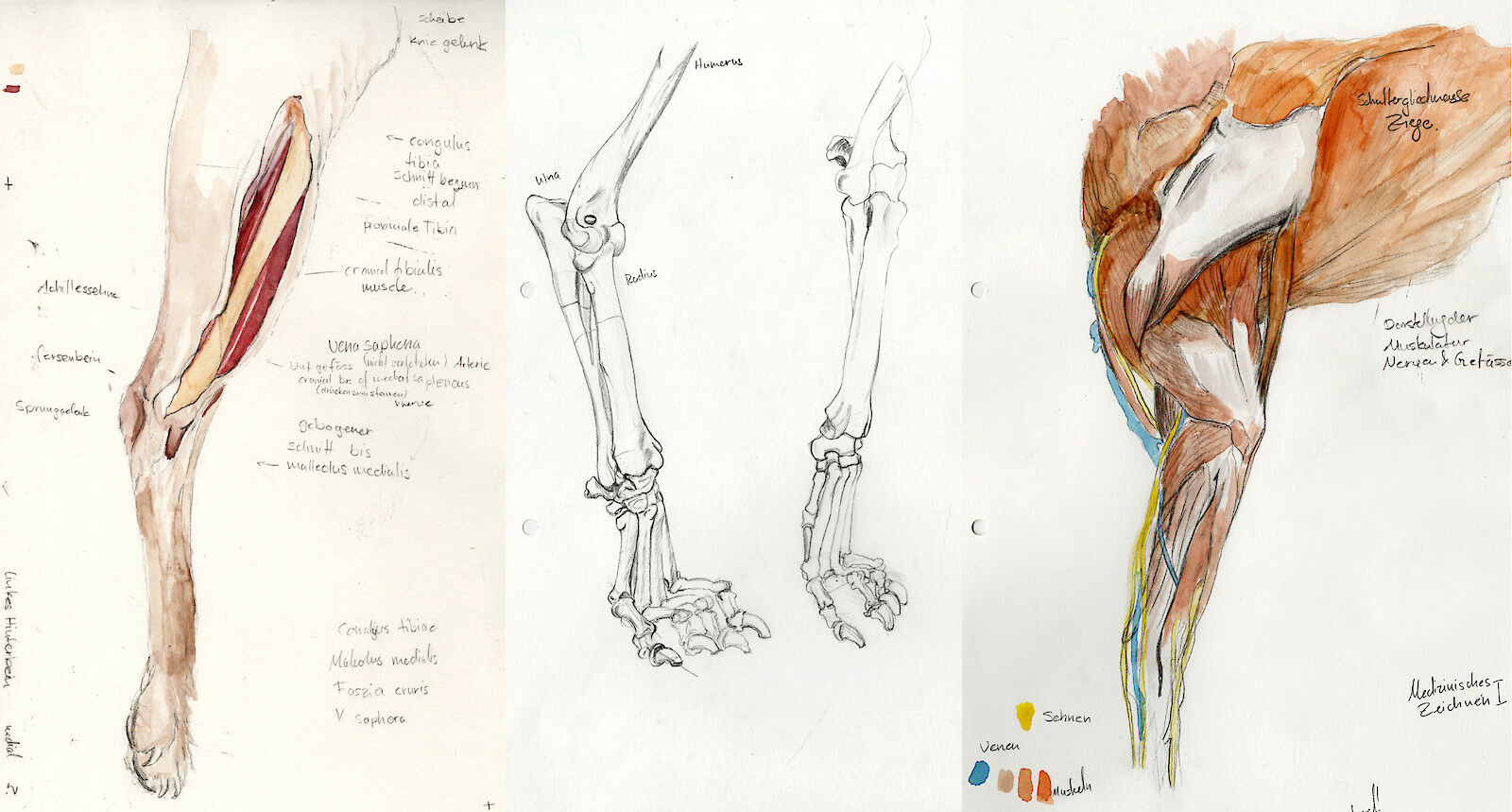 Skizzen und Studien ab Präparat am Tierspital, Gabriela Gehrer 2017