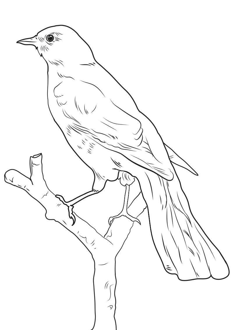 Illustrator & Vektorzeichnen