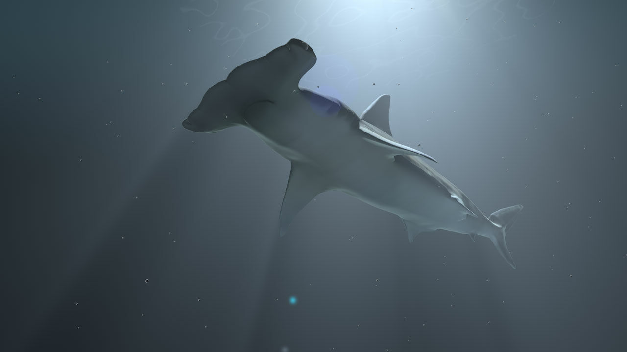 Aimée Martinez, Hammerhai, 2023