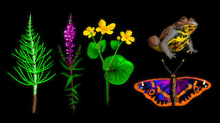 Viele Arten profitieren von den Feuchtgebieten, welche der Biber erschafft.