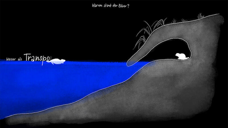 Der Biber schwimmt in seinen Bau. Filmstill aus der Animation.