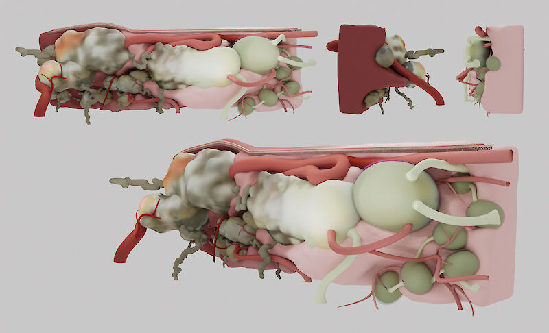Zusammenstellung verschiedener Ansichten des 3D-modellierten Wandreliefs in kolorierter Form.