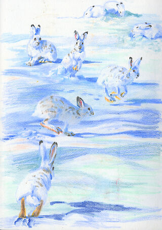 Schneehasen in Bewegung. Buntstiftskizze als Vorbereitung auf den Animationsfilm.
