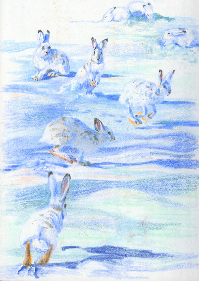 Schneehasen in Bewegung. Buntstiftskizze als Vorbereitung auf den Animationsfilm.